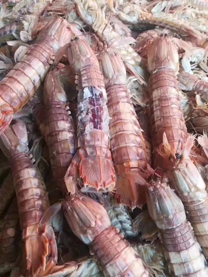 皮皮虾渤海湾一手货源，大量批发，满籽，肥度好