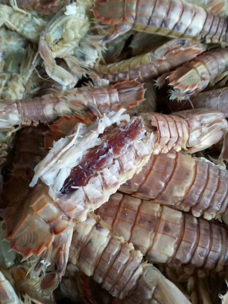 皮皮虾渤海湾一手货源，大量批发，满籽，肥度好