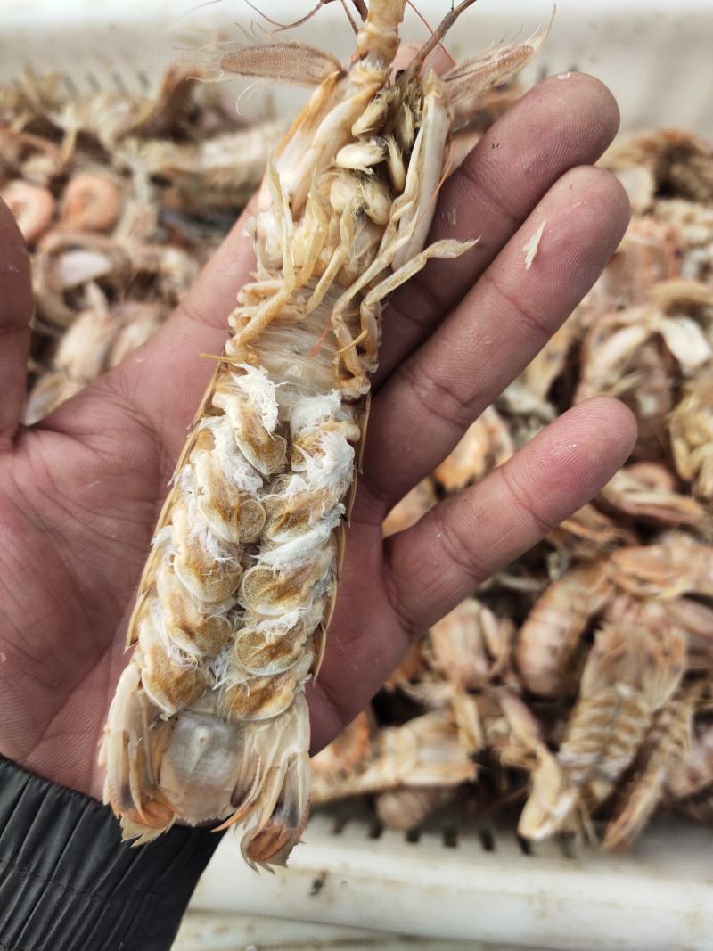 皮皮虾渤海湾一手货源，大量批发，满籽，肥度好