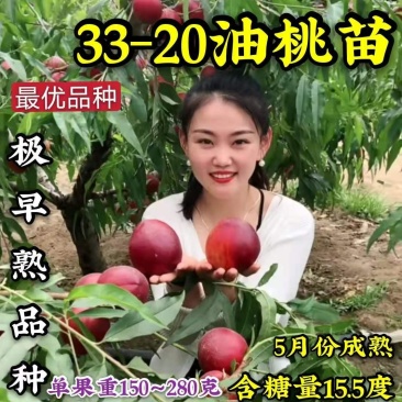 【推荐】中油33-20油桃苗早熟品种包成活包邮