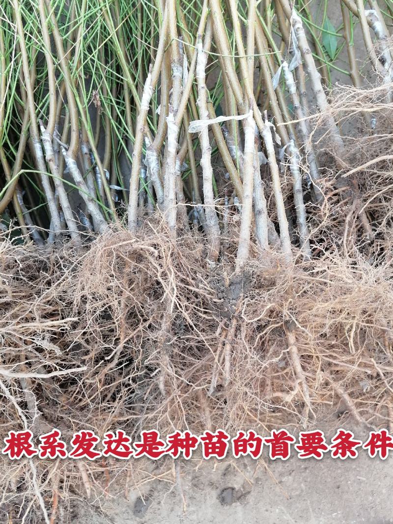 【推荐】中油33-20油桃苗早熟品种包成活包邮