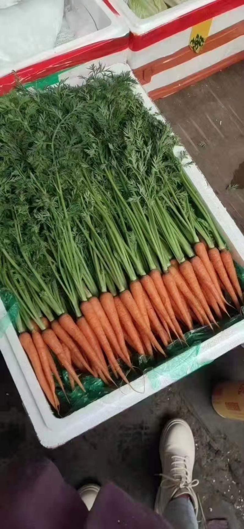 各种特色蔬菜欢迎订购
