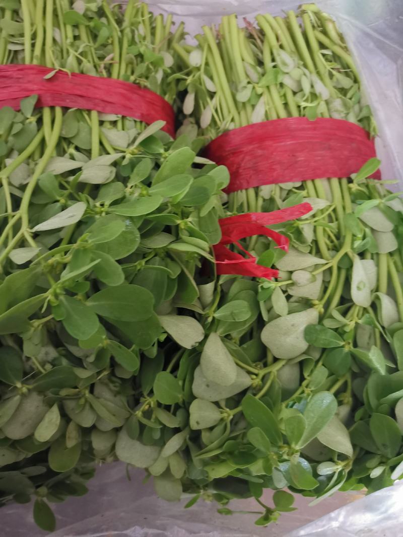 各种特色蔬菜欢迎订购