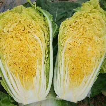 各种特色蔬菜欢迎订购