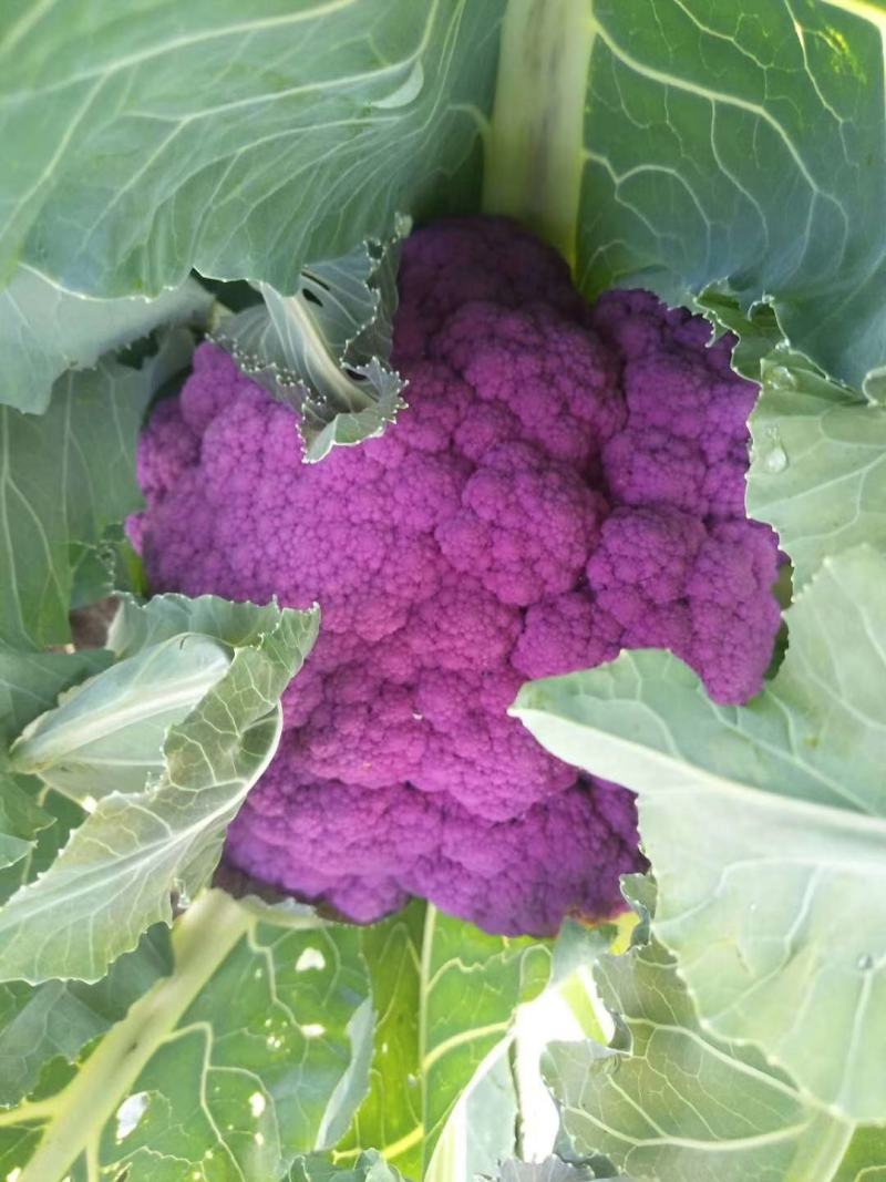 各种特色蔬菜欢迎订购
