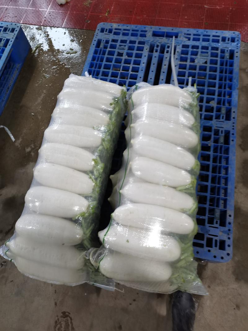 湖北沙洋精品白萝卜1—2斤，板叶，花板叶（地头价）