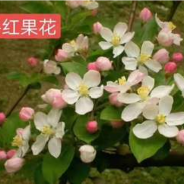 海棠长寿果也叫冬红果开花结果挂果期可长达四个多月