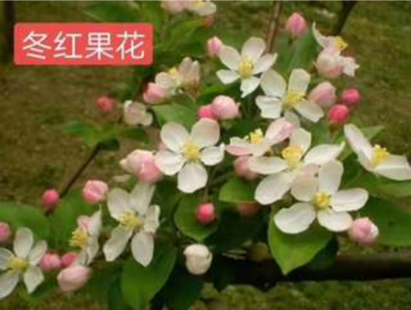 海棠长寿果也叫冬红果开花结果挂果期可长达四个多月