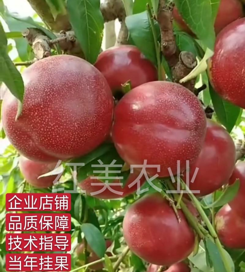 【推荐】中油33-20油桃苗早熟品种包成活包邮