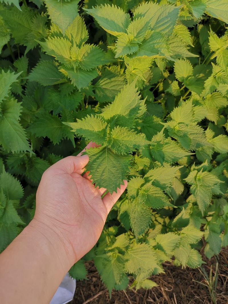 锯齿绿苏种子皱叶绿紫苏种子野菜种子绿苏籽蔬菜种子春秋种植