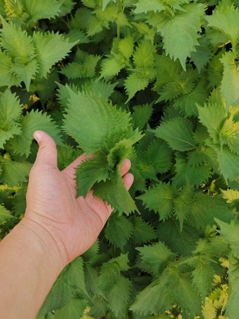 锯齿绿苏种子皱叶绿紫苏种子野菜种子绿苏籽蔬菜种子春秋种植