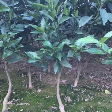 织壳头沃柑移植大苗，种一年可以挂果，想当果货的来