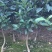 织壳头沃柑移植大苗，种一年可以挂果，想当果货的来