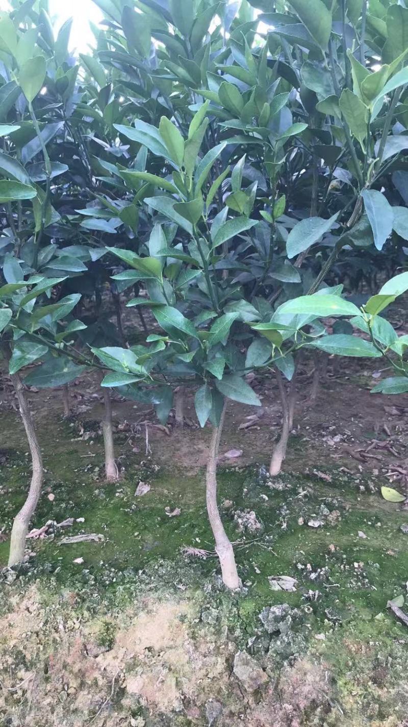 织壳头沃柑移植大苗，种一年可以挂果，想当果货的来