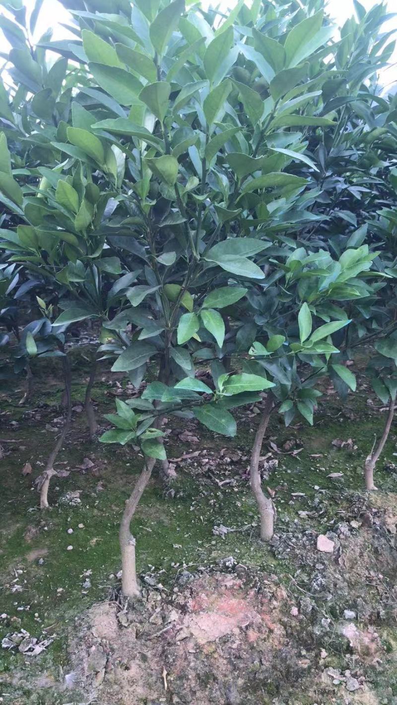 织壳头沃柑移植大苗，种一年可以挂果，想当果货的来