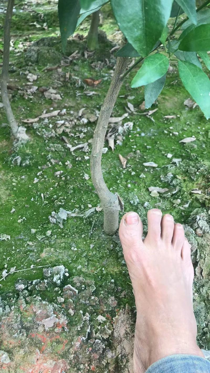 织壳头沃柑移植大苗，种一年可以挂果，想当果货的来