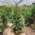 正宗曼地亚红豆杉树苗盆栽四季常青植物公母盆景室内净化空气