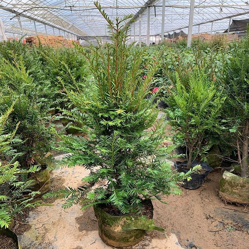正宗曼地亚红豆杉树苗盆栽四季常青植物公母盆景室内净化空气