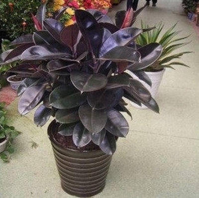 室内客厅大型绿植花卉盆栽观叶植物黑金刚橡皮树