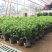 正宗曼地亚红豆杉树苗盆栽四季常青植物公母盆景室内净化空气