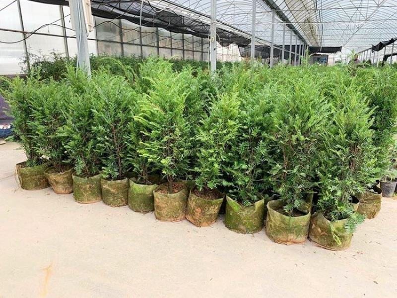 正宗曼地亚红豆杉树苗盆栽四季常青植物公母盆景室内净化空气
