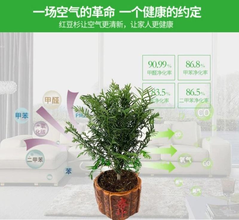 正宗曼地亚红豆杉树苗盆栽四季常青植物公母盆景室内净化空气