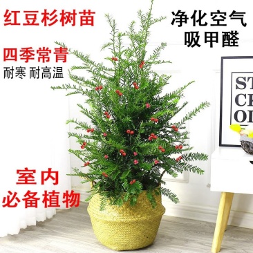 正宗曼地亚红豆杉树苗盆栽四季常青植物公母盆景室内净化空气