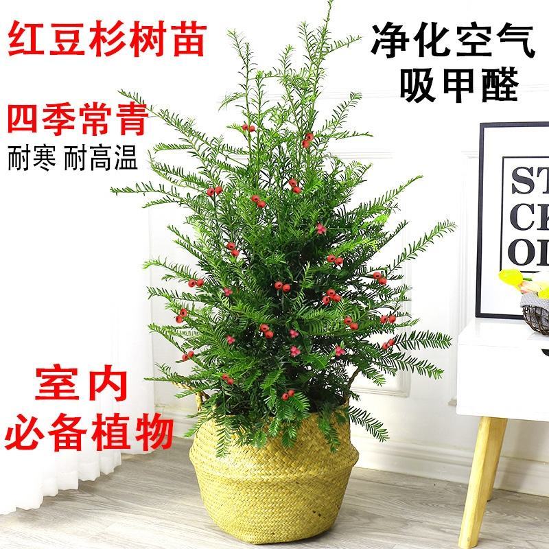 正宗曼地亚红豆杉树苗盆栽四季常青植物公母盆景室内净化空气