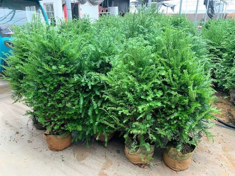 正宗曼地亚红豆杉树苗盆栽四季常青植物公母盆景室内净化空气