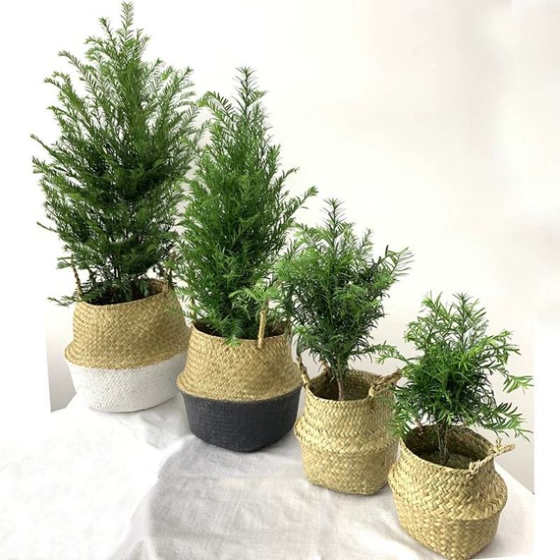 正宗曼地亚红豆杉树苗盆栽四季常青植物公母盆景室内净化空气