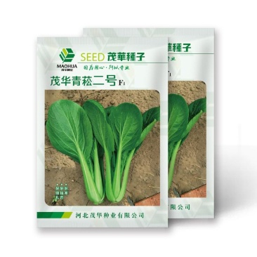 茂华青菘二号青梗菜种子，速生，耐湿耐寒，无纤维