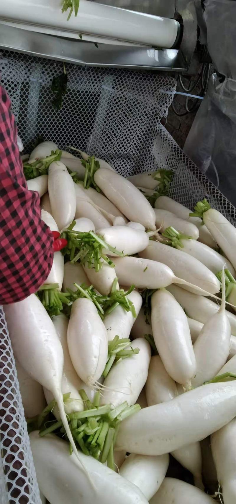 长萝卜，萝卜***********，，，
