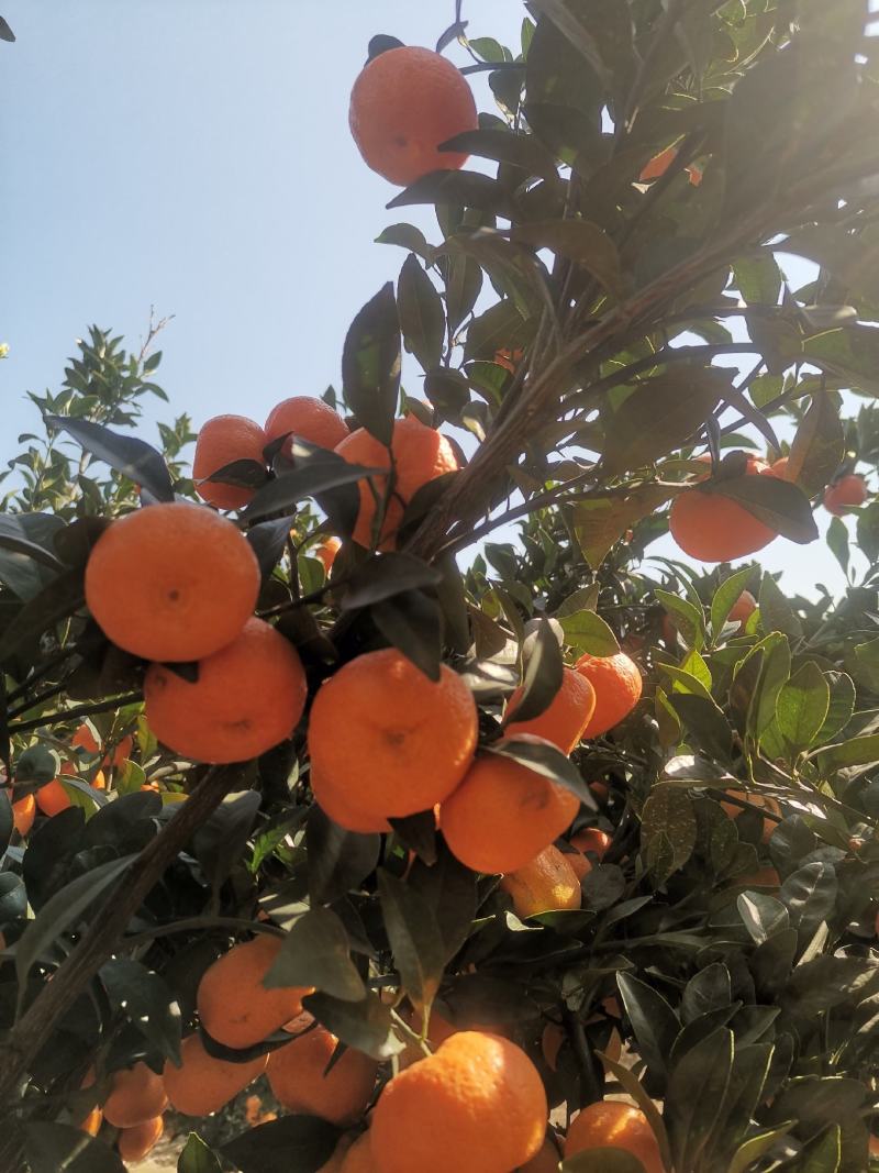 精品棉桔（蜜广）广西产地直供柑橘口感甘甜美味对接大型市场