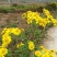 贵州2020散装野生菊花野菊米