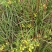 贵州2020散装野生菊花野菊米