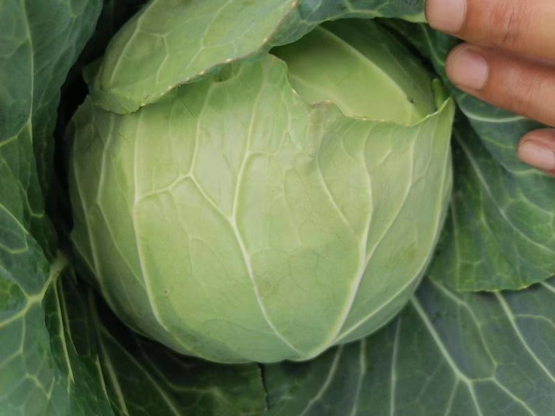精品扁包菜，奥奇娜包菜，供应量大，可走加工厂…