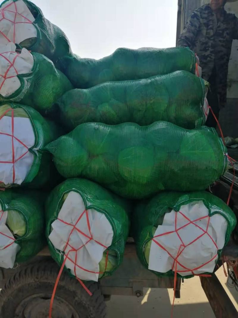 精品扁包菜，奥奇娜包菜，供应量大，可走加工厂…