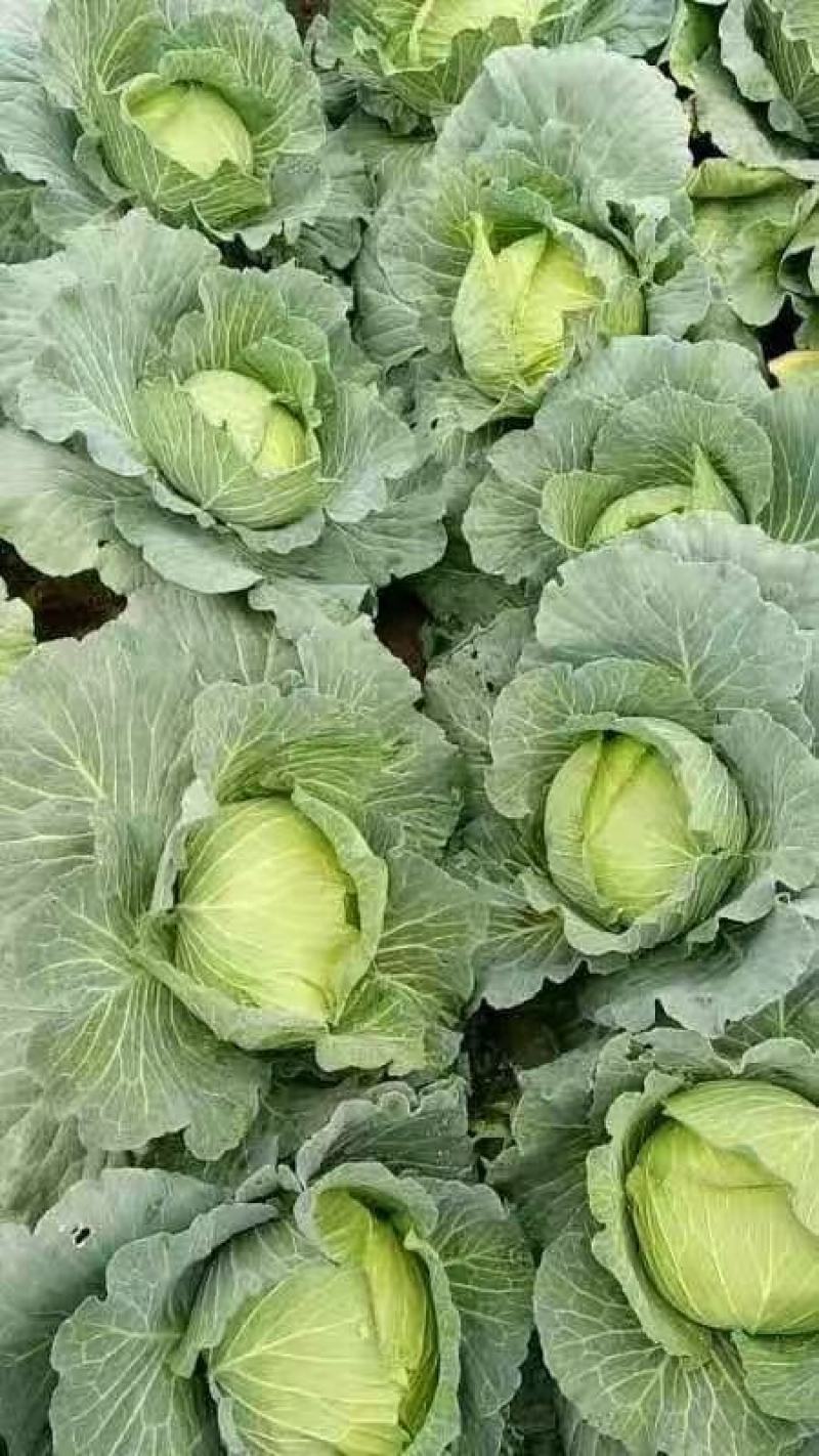 精品扁包菜，奥奇娜包菜，供应量大，可走加工厂…