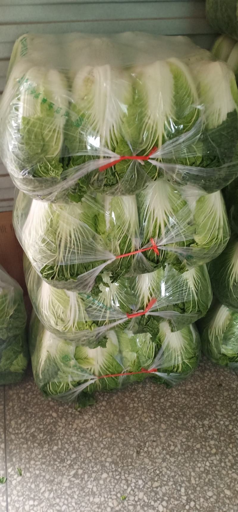 大白菜，产地发货，脆甜无丝，量大从优欢迎来电