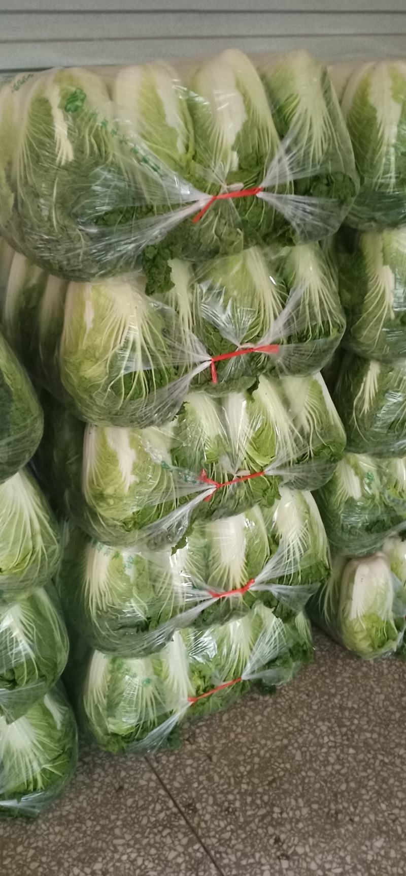 大白菜，产地发货，脆甜无丝，量大从优欢迎来电