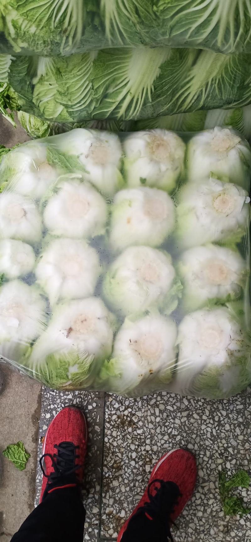 大白菜，产地发货，脆甜无丝，量大从优欢迎来电
