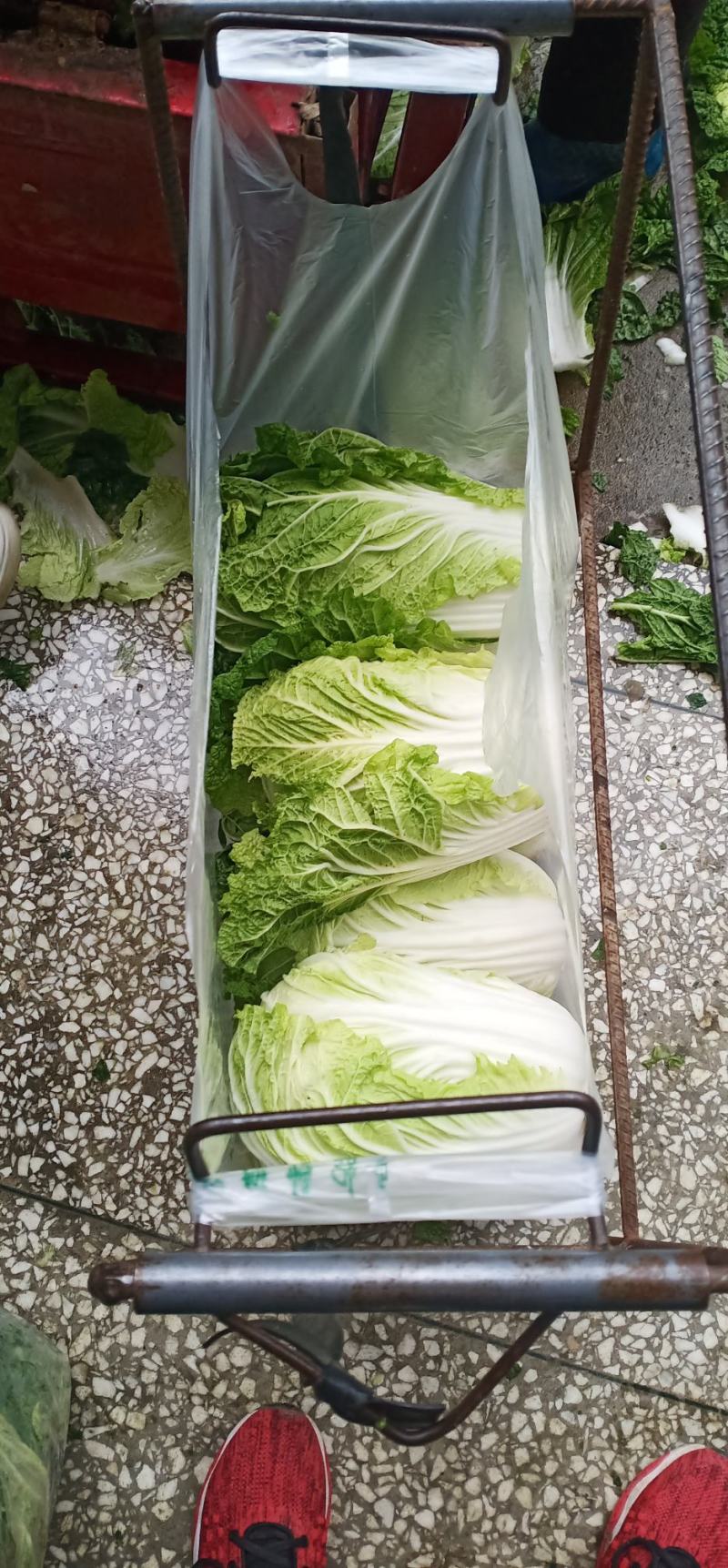 大白菜，产地发货，脆甜无丝，量大从优欢迎来电