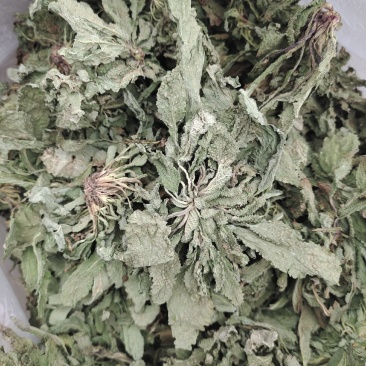 蛤蟆草，中药材治咳良药，不满意可包退。