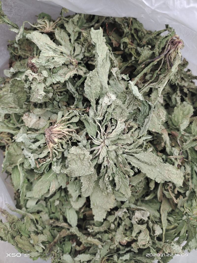 蛤蟆草，中药材治咳良药，不满意可包退。