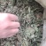蛤蟆草，中药材治咳良药，不满意可包退。