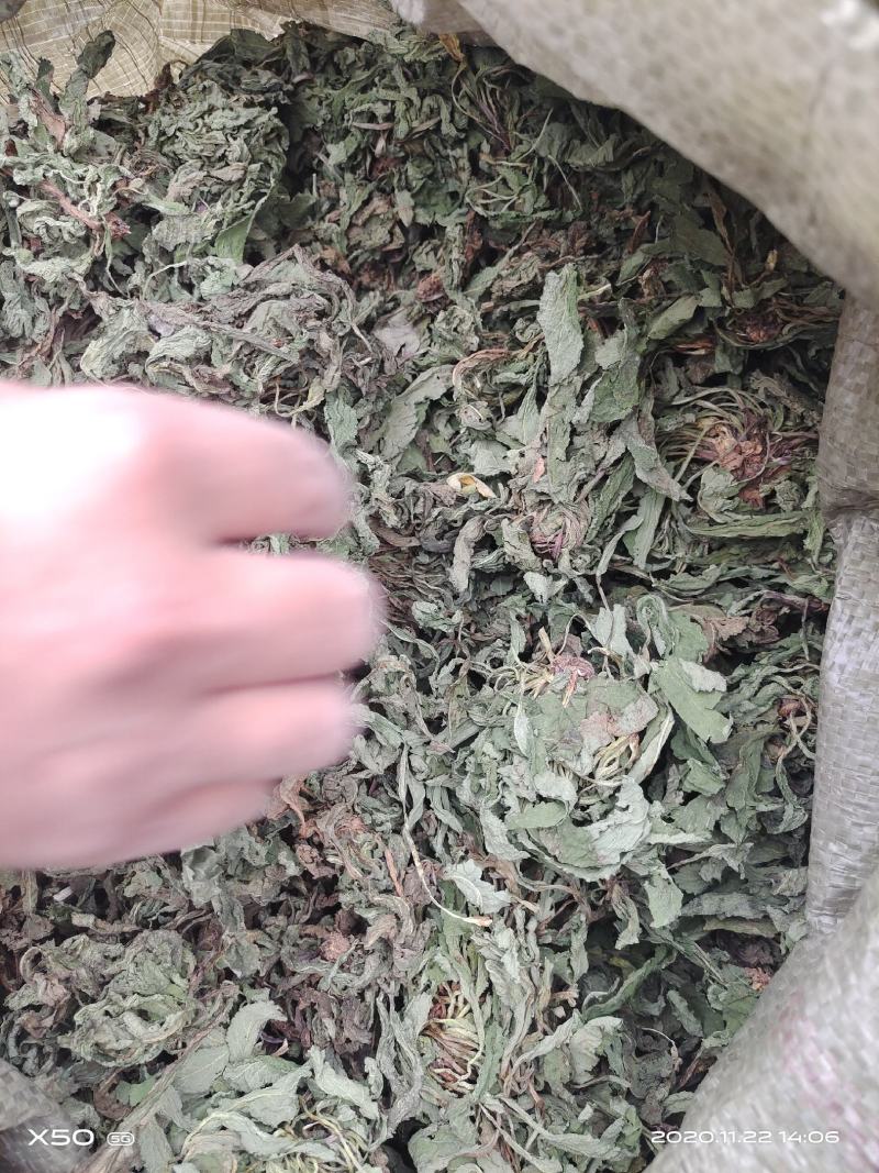 蛤蟆草，中药材治咳良药，不满意可包退。