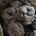野生缅甸竹灵芝，大货批发，