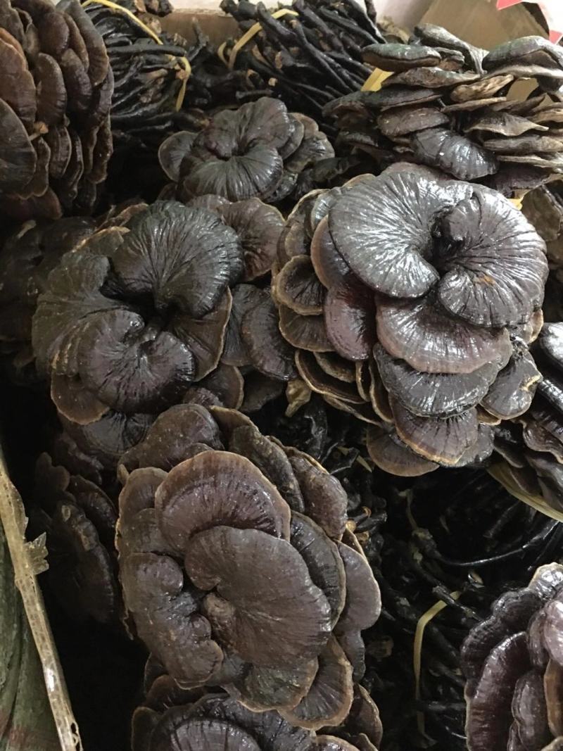 野生缅甸竹灵芝，大货批发，