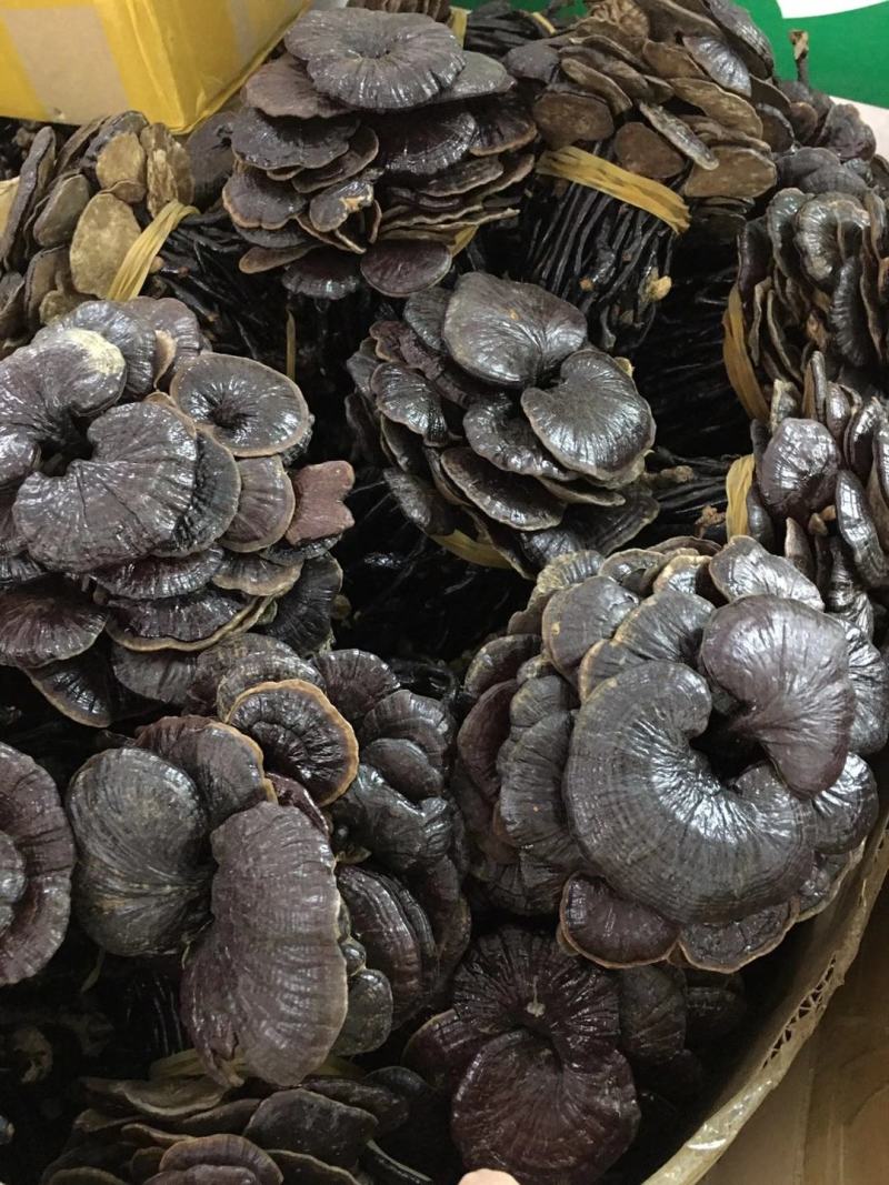 野生缅甸竹灵芝，大货批发，