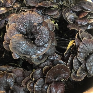 野生缅甸竹灵芝，大货批发，